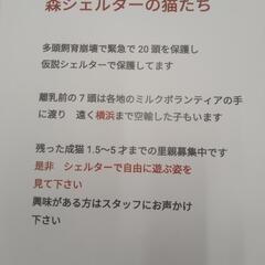 多頭飼育崩壊からのレスキューです