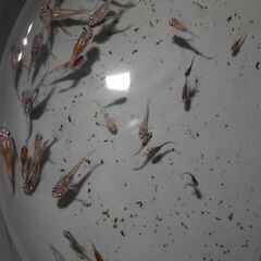メダカ　菊水　三色雲州系（非透明鱗）稚魚（サイズバラバラ）　15匹の画像