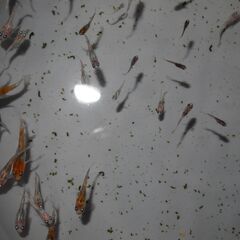 メダカ　菊水　三色雲州系（非透明鱗）稚魚（サイズバラバラ）　15匹の画像