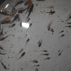 メダカ　菊水　三色雲州系（非透明鱗）稚魚（サイズバラバラ）　15匹の画像