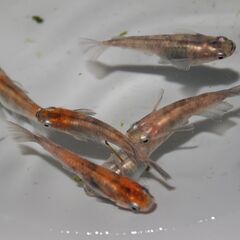メダカ　菊水　三色雲州系（非透明鱗）稚魚（サイズバラバラ）　15匹の画像