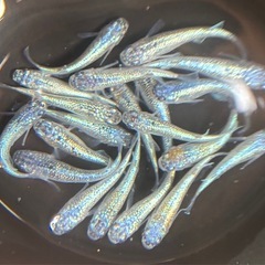 メダカ、贅沢なネプチューン輝き✨色味が素敵‼️の画像