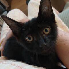 かわいい黒猫ちゃん　