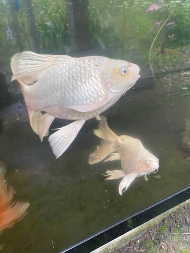 錦鯉