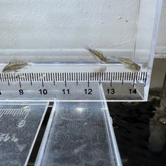 Ap.トリファスキアータ（ブリード）の稚魚5匹_____20250717の画像