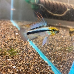 Ap.トリファスキアータ（ブリード）の稚魚5匹_____20250717の画像