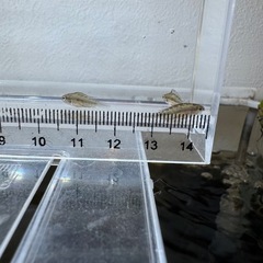 Ap.トリファスキアータ（ブリード）の稚魚5匹_____20250717の画像