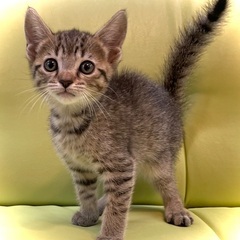 可愛いマンチカン✨本日限りの特価‼️◯万円でお迎えできます✨