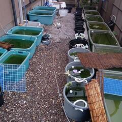激安めだかの画像