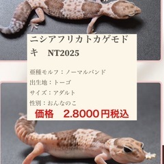 ニシアフリカトカゲモドキ　ワイルド個体