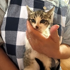 子猫【生後1～2ヶ月】女の子