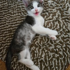 生後1ヶ月の仔猫です。