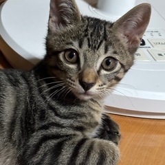 野良猫の子　🚹ジン君🚹