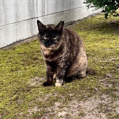 能美市｜保護猫活動のため活動拠点を探しています。協力者・情報提供...