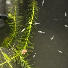 三色ラメの稚魚　8匹の画像