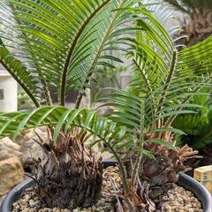 ソテツの寄せ植えの画像