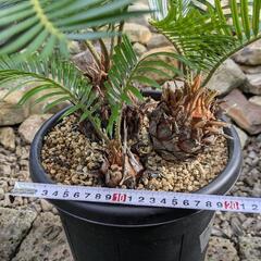 ソテツの寄せ植えの画像