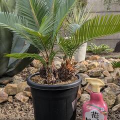 ソテツの寄せ植えの画像