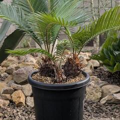 ソテツの寄せ植え