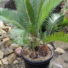 ソテツの寄せ植えの画像
