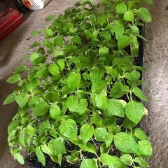 えごま苗あります、栽培移植可能の画像