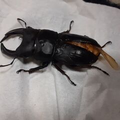 オオクワガタYG能勢新成虫(オス)★訳あり★①の画像