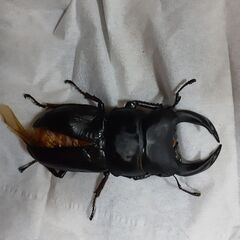 オオクワガタYG能勢新成虫(オス)★訳あり★①の画像