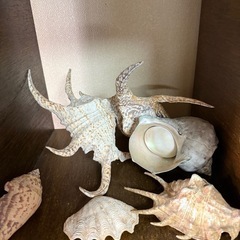 貝の画像