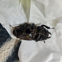 オオクワガタYG能勢新成虫(メス)★訳あり★①の画像