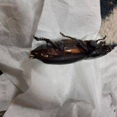 オオクワガタYG能勢新成虫(メス)★訳あり★①の画像