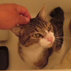キジトラ　オス　およそ一歳　カギしっぽ