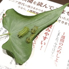 【取扱注意】【鳥･魚･カマキリの餌に】イラガ幼虫 70匹の画像