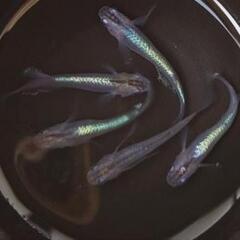 【現物お渡し】【メダカ】🌻カブキ系　5匹の画像