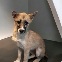 ❣️❣️約3ヶ月の子犬里親緊急募集💕💕