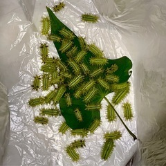 【取扱注意】【鳥･魚･カマキリの餌に】イラガ幼虫 70匹の画像