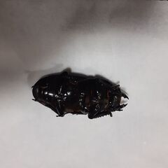 オオクワガタYG能勢新成虫(メス)①の画像
