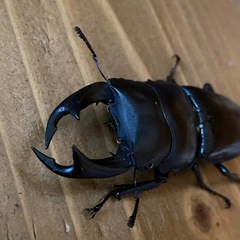 オオクワガタ 2025⑬ ♂68mm ♀52mm ペア 新成虫 ♂訳アリ 能勢YGの画像