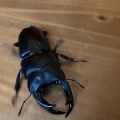 オオクワガタ 2025⑬ ♂68mm ♀52mm ペア 新成虫 ♂訳アリ 能勢YGの画像