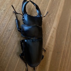 オオクワガタ 2025⑬ ♂68mm ♀52mm ペア 新成虫 ♂訳アリ 能勢YGの画像