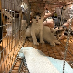 保護猫【親子】