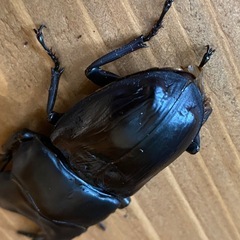 オオクワガタ 2025⑭ ♂82mm ♀52mm ペア 新成虫 ♂訳アリ 能勢YGの画像