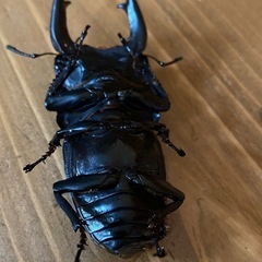 オオクワガタ 2025⑭ ♂82mm ♀52mm ペア 新成虫 ♂訳アリ 能勢YGの画像