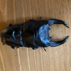 オオクワガタ 2025⑭ ♂82mm ♀52mm ペア 新成虫 ♂訳アリ 能勢YGの画像
