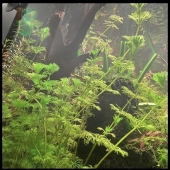 水草の画像