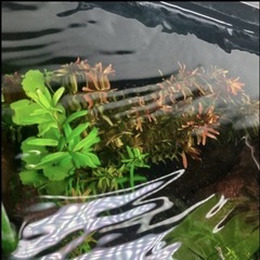 水草の画像