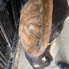 値引き可能　信楽焼たぬき　置物　狸　インテリアの画像