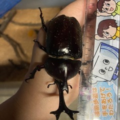 カブトムシ雄　決まりましたの画像