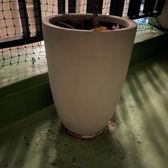 鉢付き植物の画像
