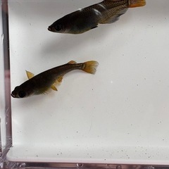 【はやたんメダカ】☆オロチ黄ヒレ☆ 針子〜稚魚 10匹 格安販売の画像