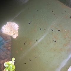 【はやたんメダカ】☆オロチ黄ヒレ☆ 針子〜稚魚 10匹 格安販売の画像